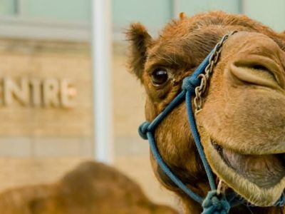Conheça o camelo
