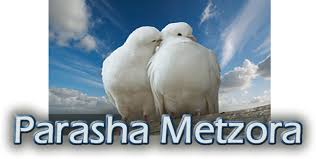 Parasha Metzora