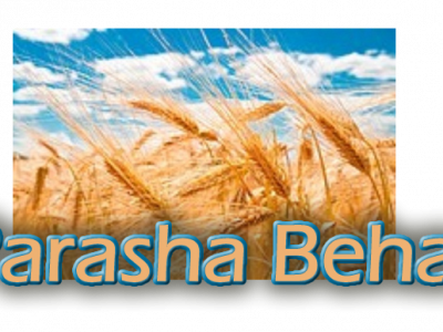 Parasha Behar O Ano da Fé