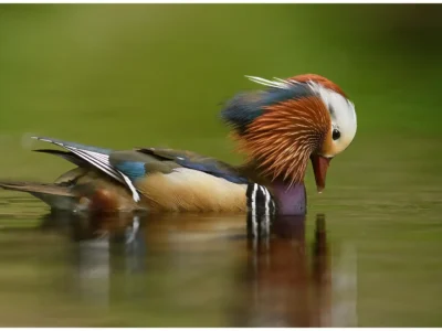 Você é um Pato Kosher?